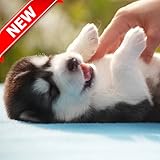 Papel pintado Husky Pup Wallpapers HD