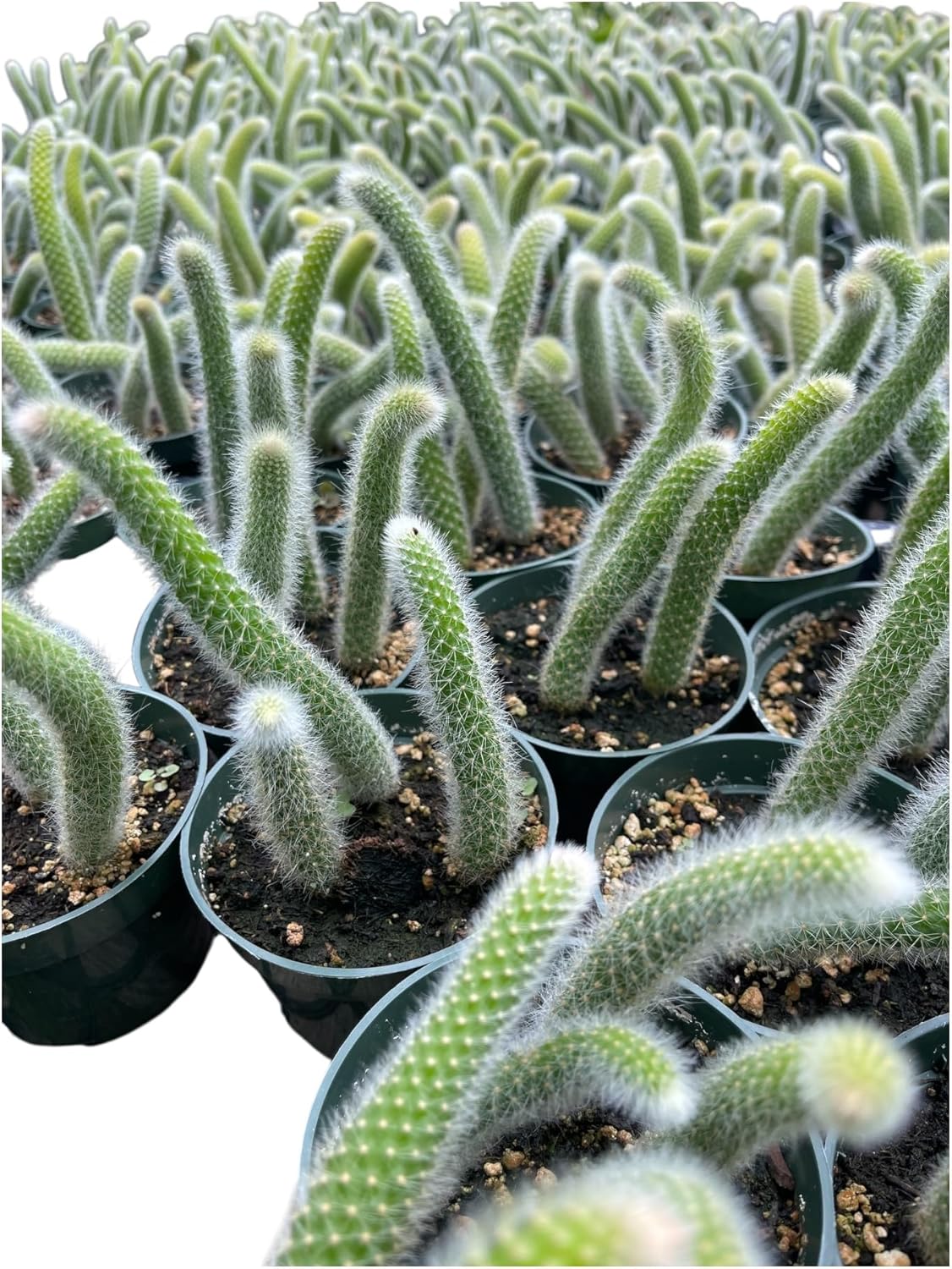 Rare Monkey Tail Cactus (Hildewintera colademononis) 4Inch Pot Around 3-4 Tails Around 3-8 in Inches for Each Tail Rooted and Healthy