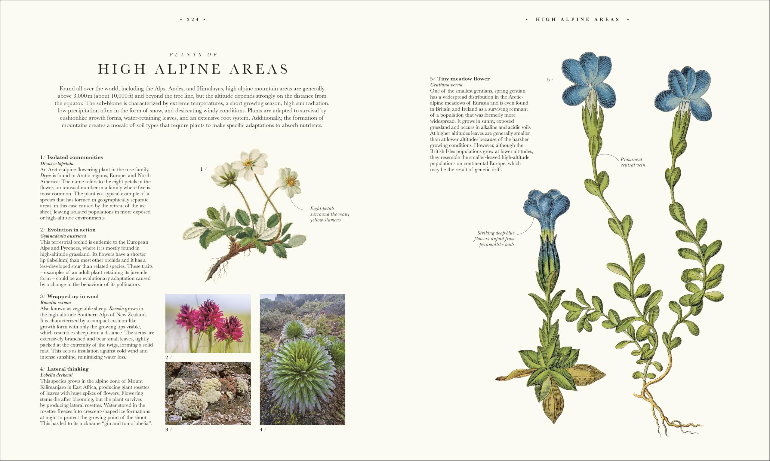 Atlas of Botany: An Exploration of Plants Across Time and Around the World