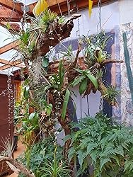 Tillandsien 8er-Mix - Luftpflanzen Bromelien Für Terrarium & Deko