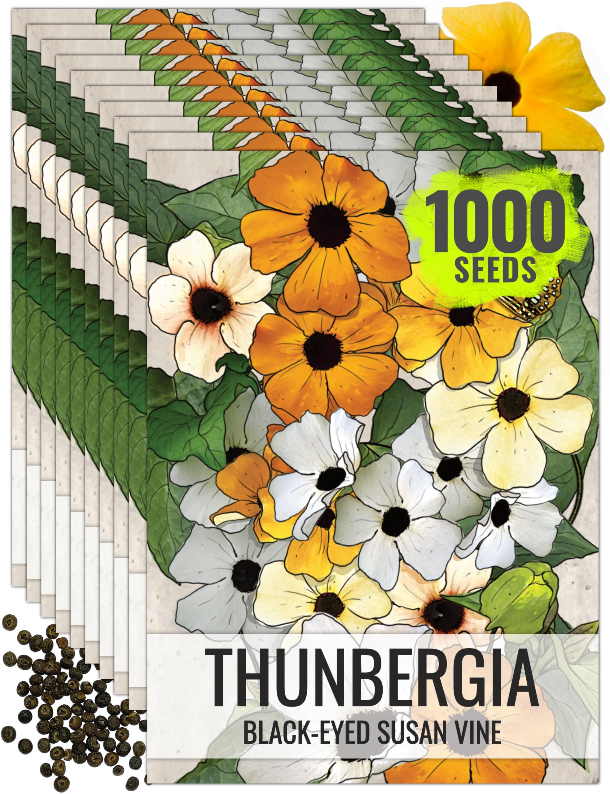 Seed Needs Black-Eyed Susan Vine Seeds for Planting Thunbergia 10 Pack