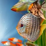 TOUCHSCREEN Aquarium Wien