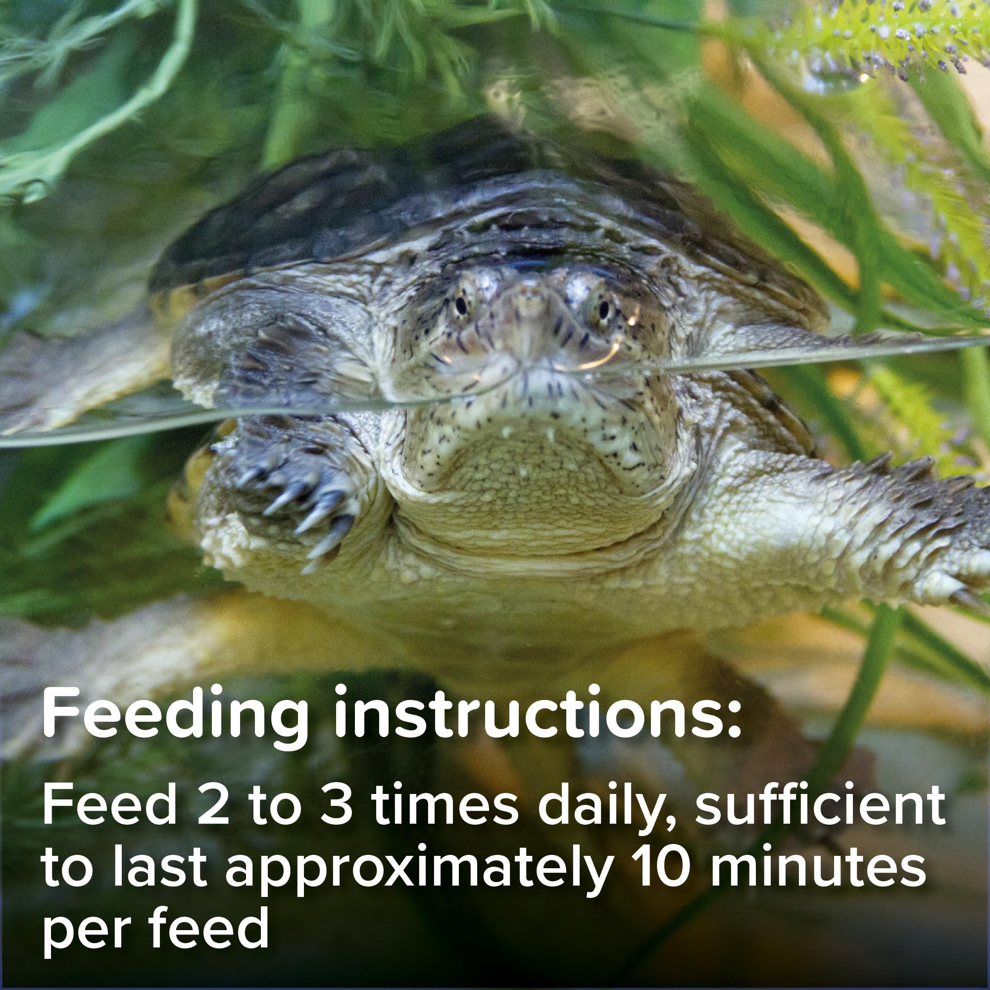 King British – Turtle & Terrapin Complete Food – 200g Tub – Rich in Vitamins & Minerals Natural Ingredients – Contains a Variety of Shrimp, Gammarus & Krill — view 14