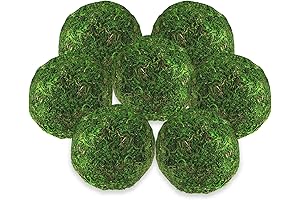 Marimo Moss Ball Terrarium: A Verdant Oasis in Your Home