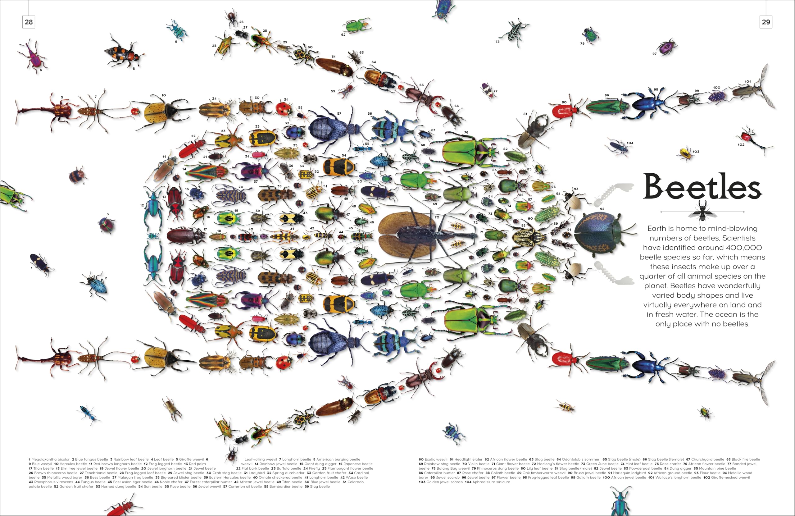 Shapes of Nature: A Big, Beautiful Book of the Natural World for Kids
