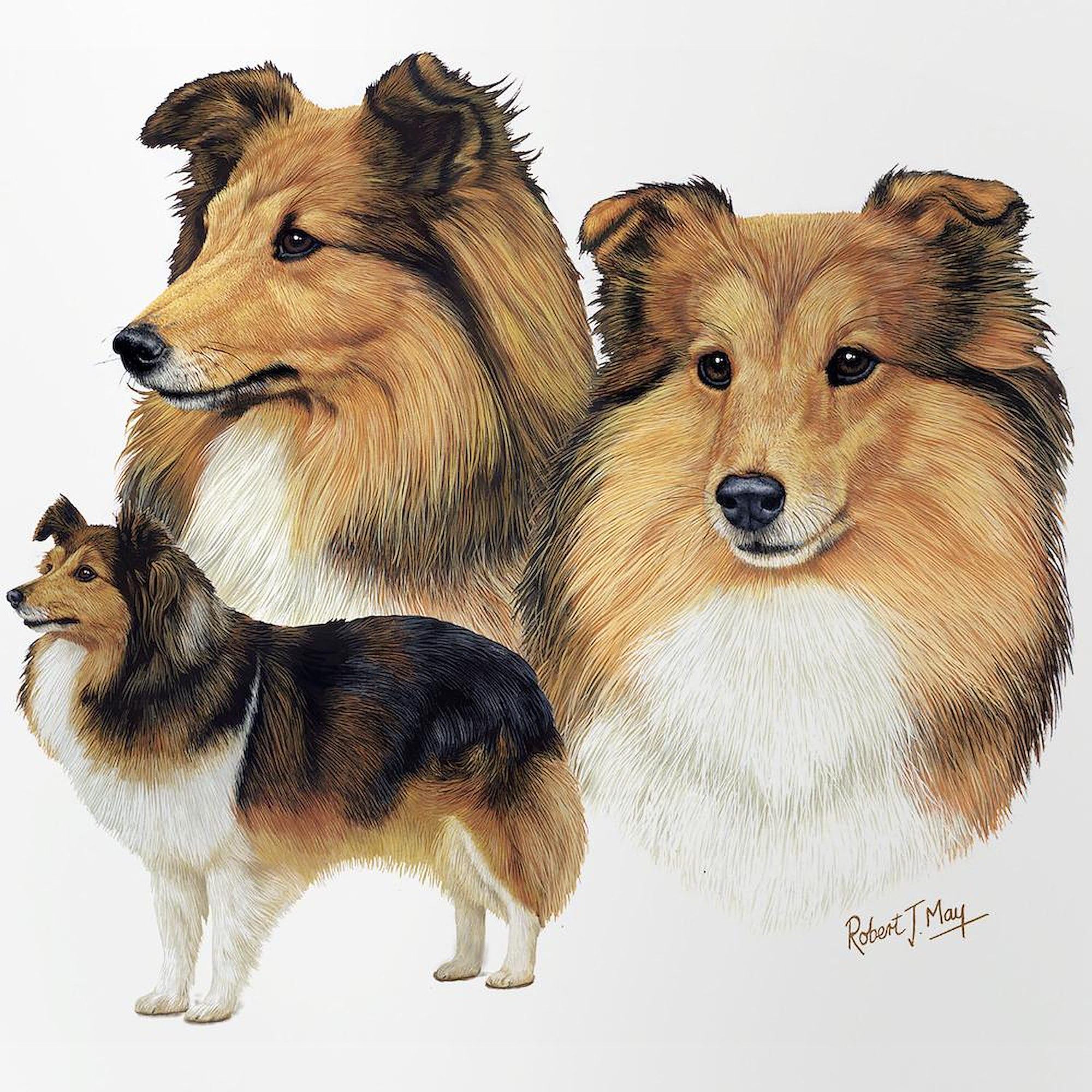 CafePress Sheltie Multi Pint Glass, 16 oz. Drinking Glass