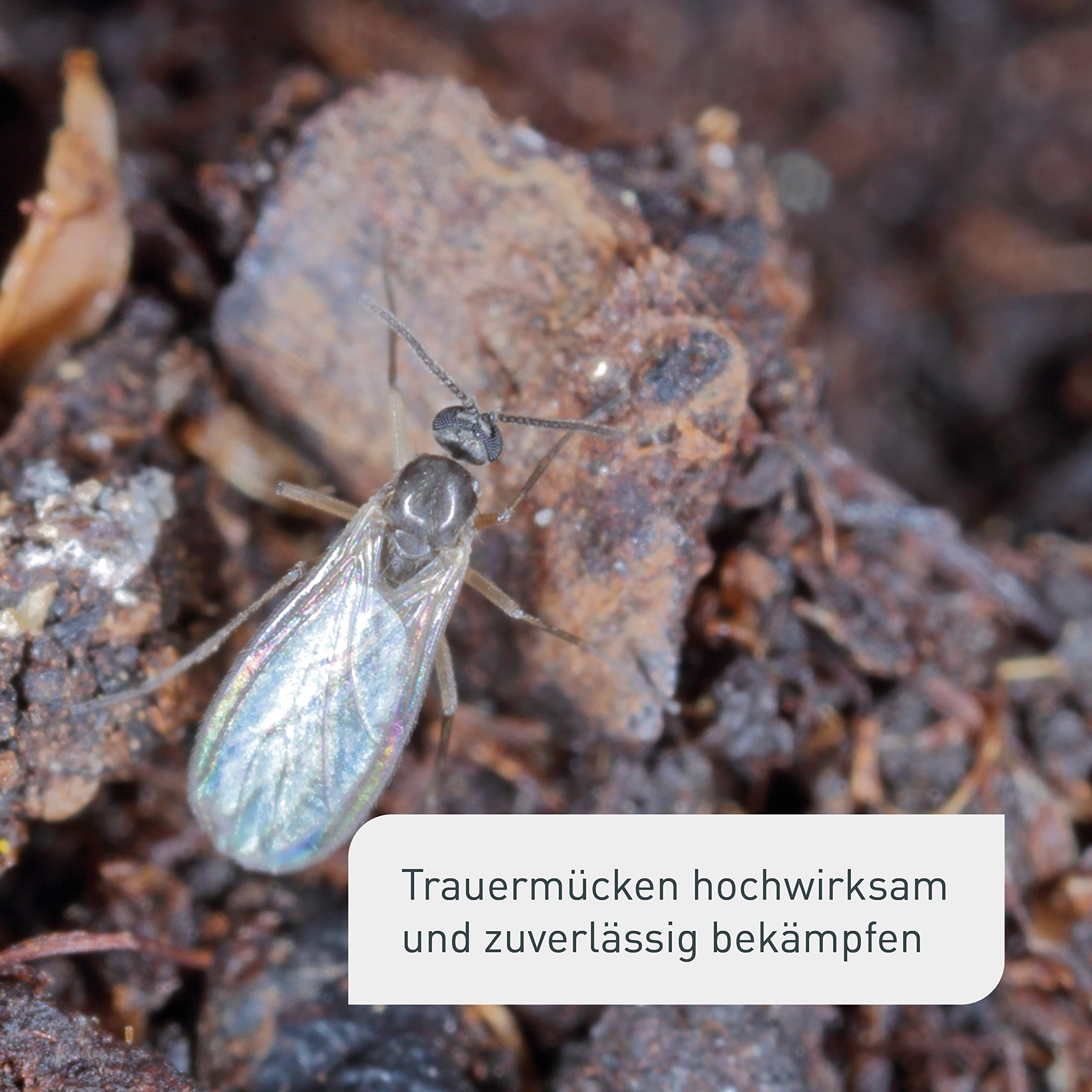 Plantura Bio-Trauermückenfrei Neem, hochwirksames Gießmittel gegen Trauermücken aus Neem, 75 ml für ca. 30 Pflanzen