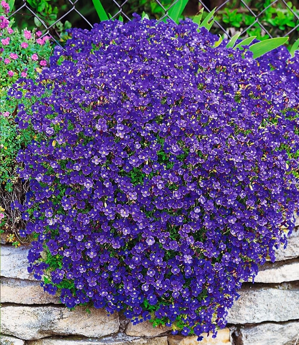 BALDUR Garten Winterharter 3x Bodendecker Blaukissen 'Cascade Blue', Pflanzen im 9x9 cm-Topf, mehrjährig, Steingarten, winterharte Staude, pflegeleicht, Wasserbedarf gering, Aubrieta x cultorum