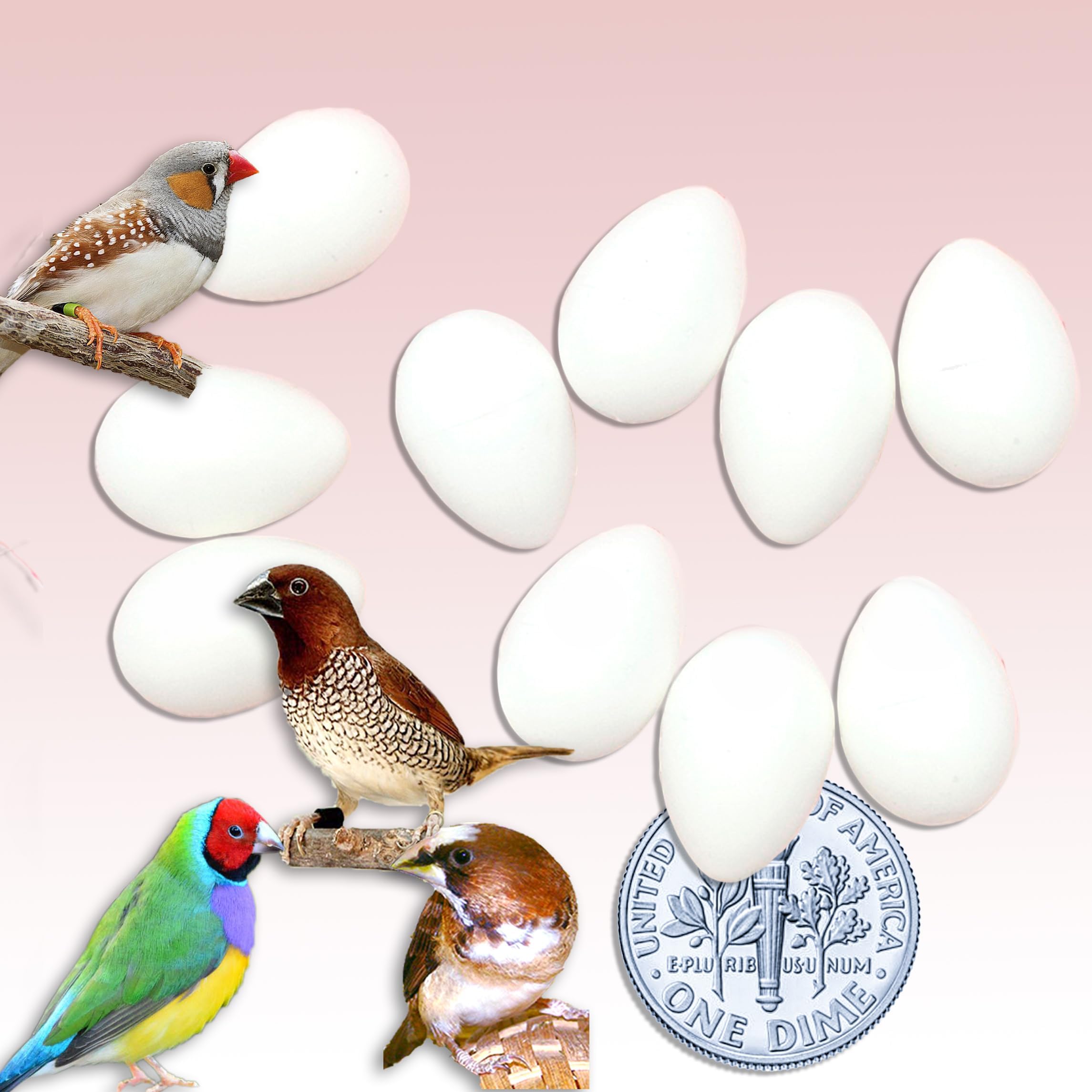 Finch Eggs Plastic Dummy Trick Your Bird to Stop Brooding Laying 5/8" x 1/2" White Non-Toxic 7 Solid Realistic Fake Bird Eggs USA