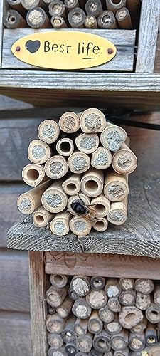 BEESI Bambusrhrchen fr Insektenhotel I 14 cm Lnge I Bambus fr  Bienenhotel I Fllmaterial Wildbienen Zubehr (Bambus - Stck, 300) :  Amazon.de: Garten
