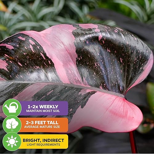 Miniatura 9 de Philodendron "White Princess" - Planta viva abigarrada  Philodendron erubescens by Wellspring Gardens  Plantas de interior raras de interior