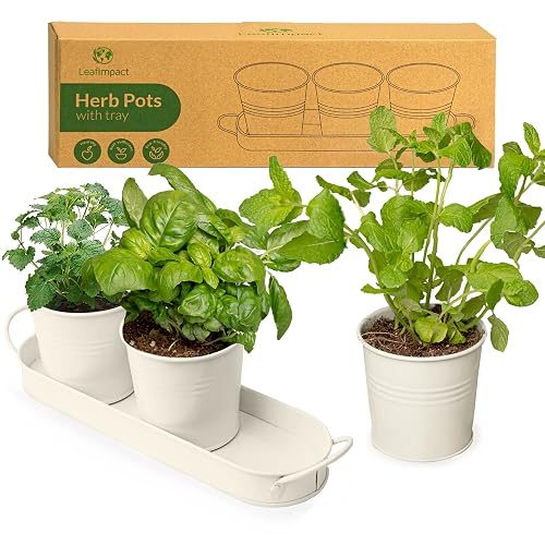 Pots Herbes Plantes D'intérieur Plateau | Cultivez des Herbes Fraîches