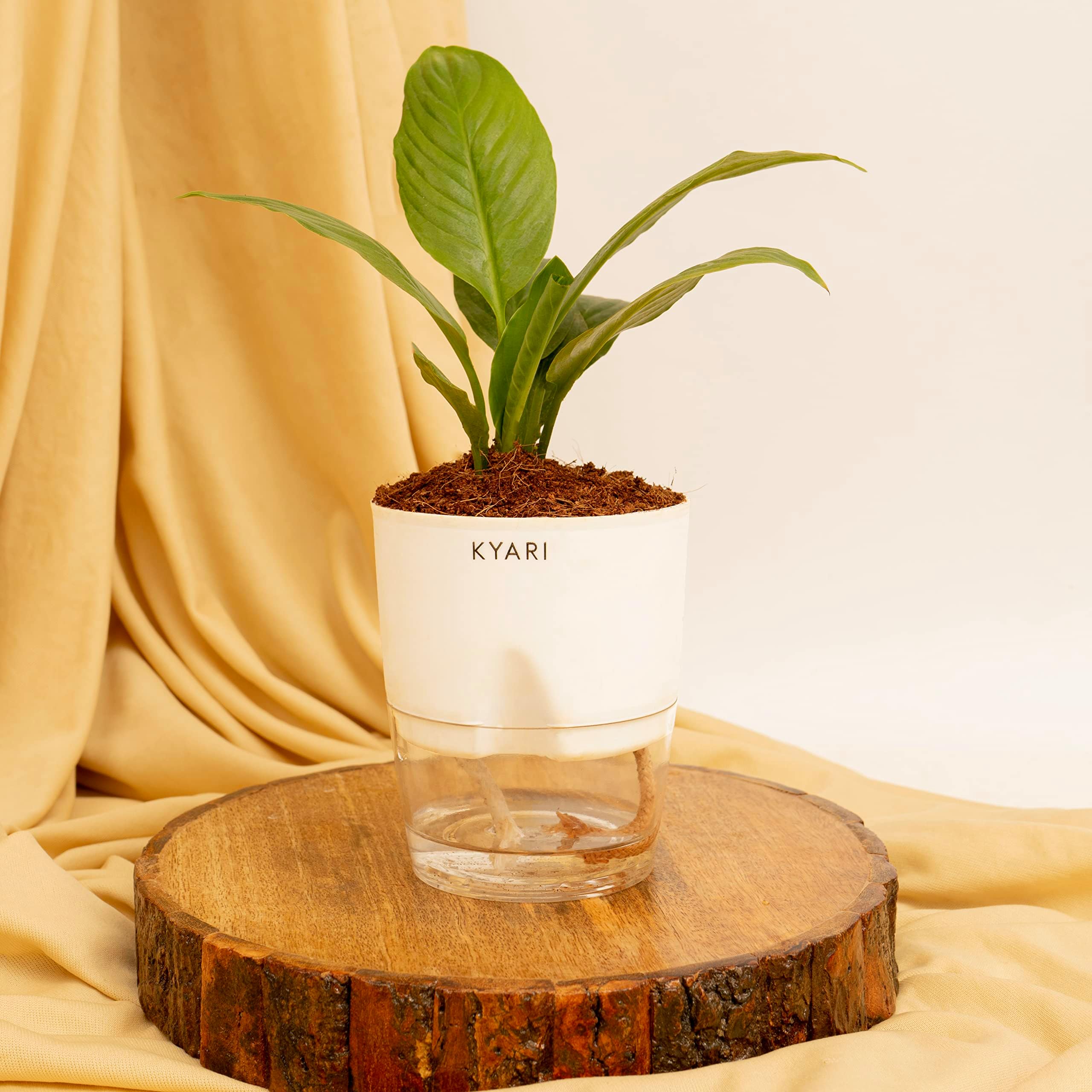 KYARI Peace Lily Indoor Plants for Living Room | Live Plants | Plants ...