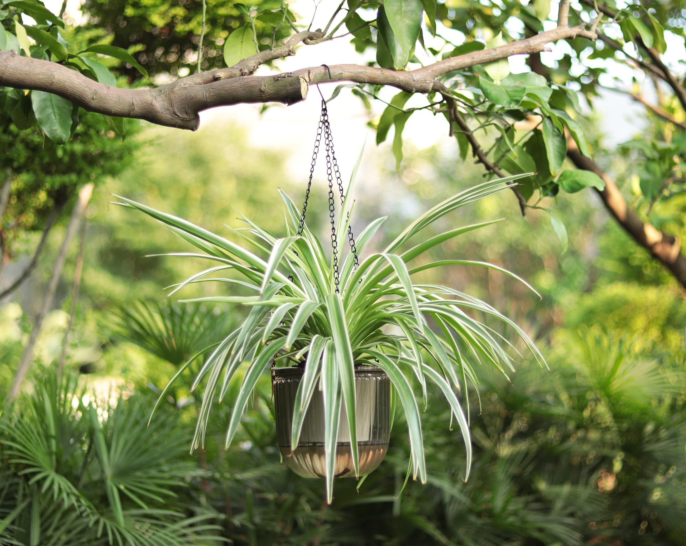 Amazon.com: Meicynhoger 2-Pack Vintage Plastic Self-Watering Hanging  Planters for Spider Plant,Ivy,Monstera,African Violets - 6.5" Clear Flower  Pot with Hooks for Indoor Outdoor,Table, Balcony, Wall,Garden Gray : Patio,  Lawn & Garden