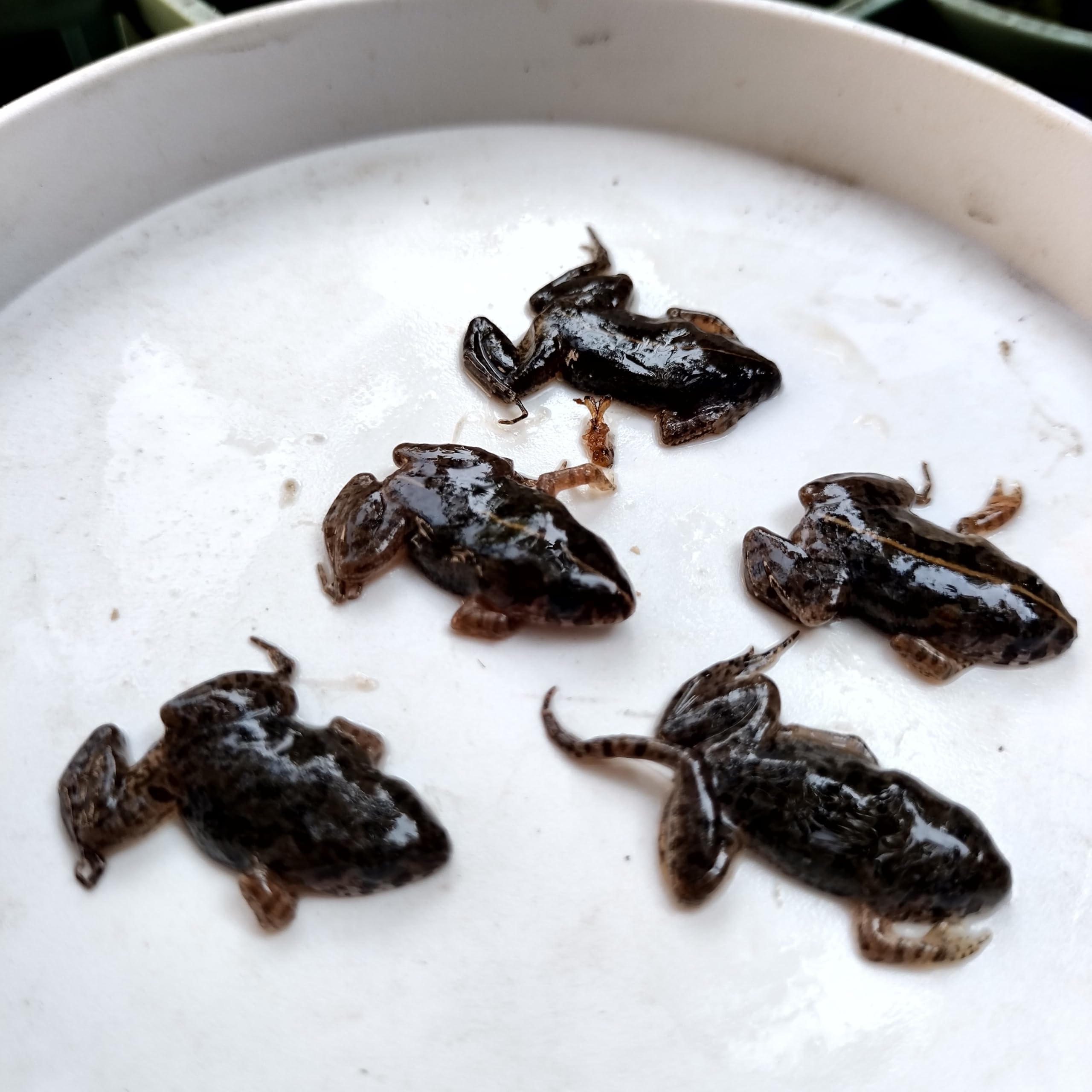 Amazon | 【給餌ガイド付き】拒食対策用 冷凍ヌマガエル 極小〜Mサイズ