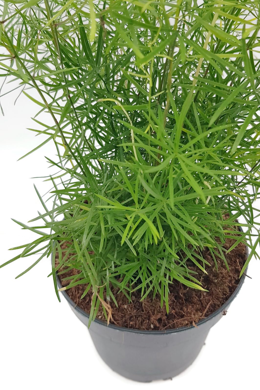 Fangblatt - Asparagus densiflors Sprengeri - immergrne Zimmerpflanze im   12 cm Topf - Zierspargel : Amazon.de: Garten