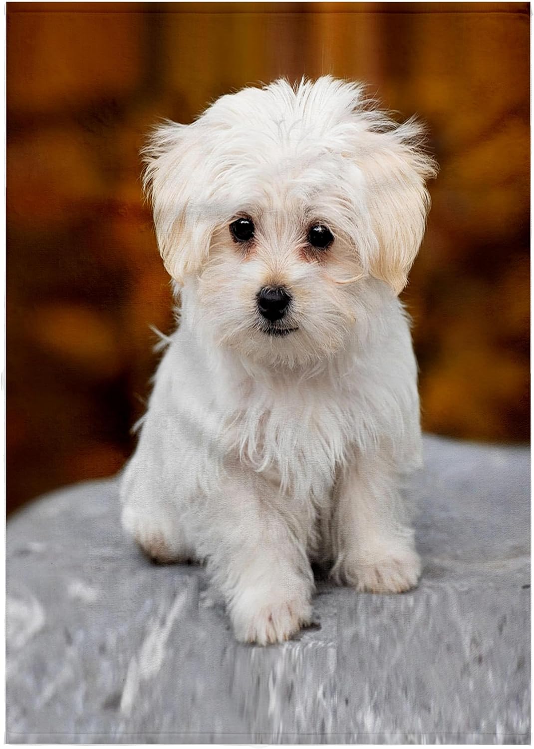 3dRose Maltese. Cute Little Puppy. 22x30 Bath Hand Pool Towel