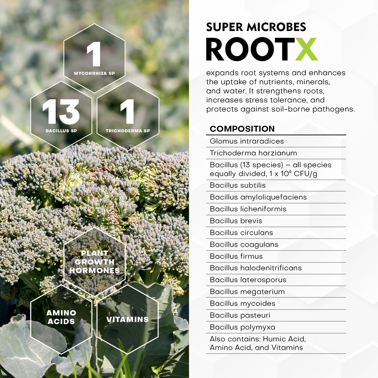 RootX - Premium Bewurzelungspulver für Stecklinge von Grünpflanzen | Speziell formuliert für blühende und knospende Pflanzen | Enthält Mykorrhizapilze, Trichoderma und andere nützliche Bakterien 150GR