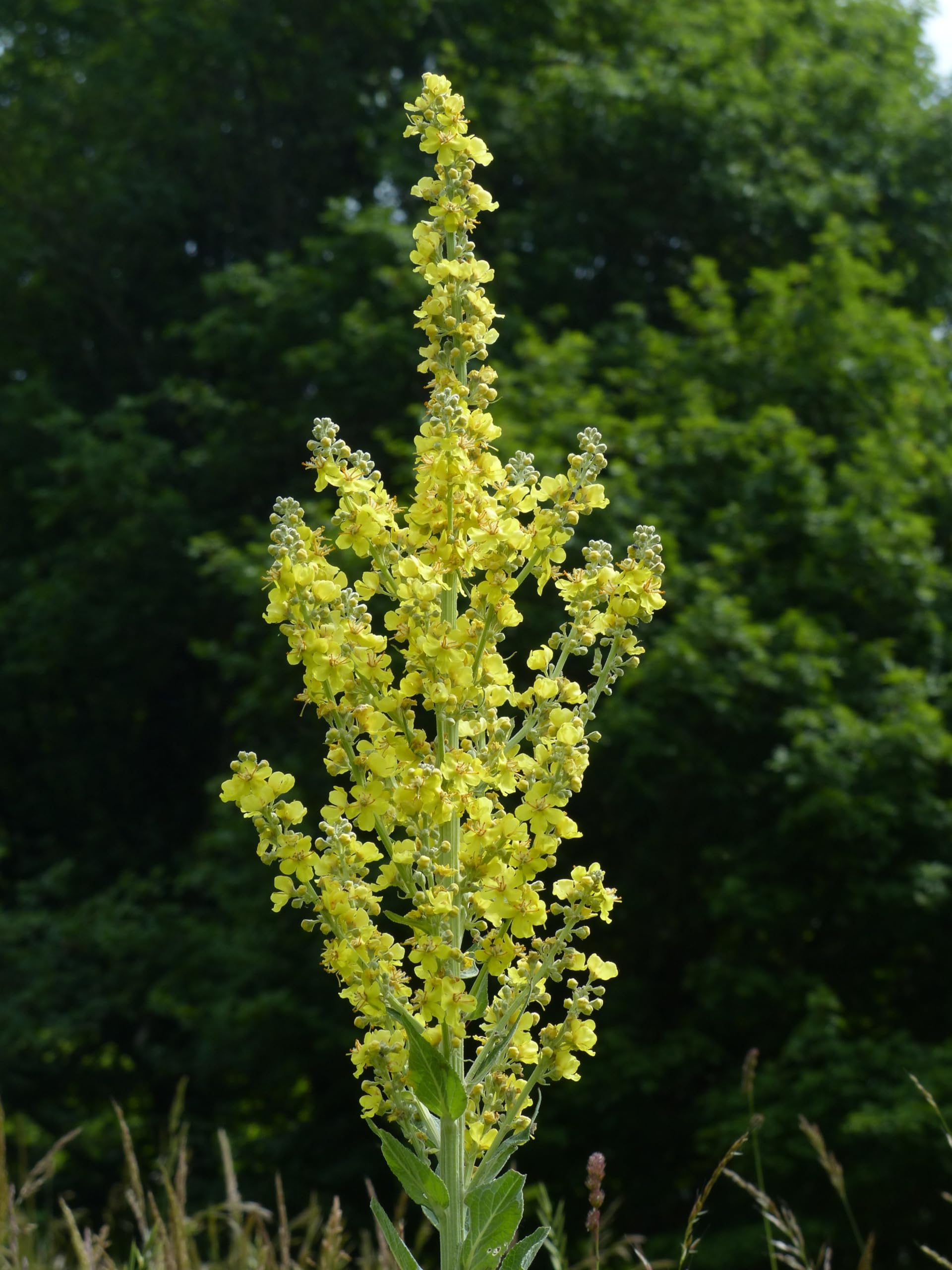 Großblütige Königskerze (Verbascum thapsiforme) Samen. Heilpflanze (20000 Samen = 2,2g)