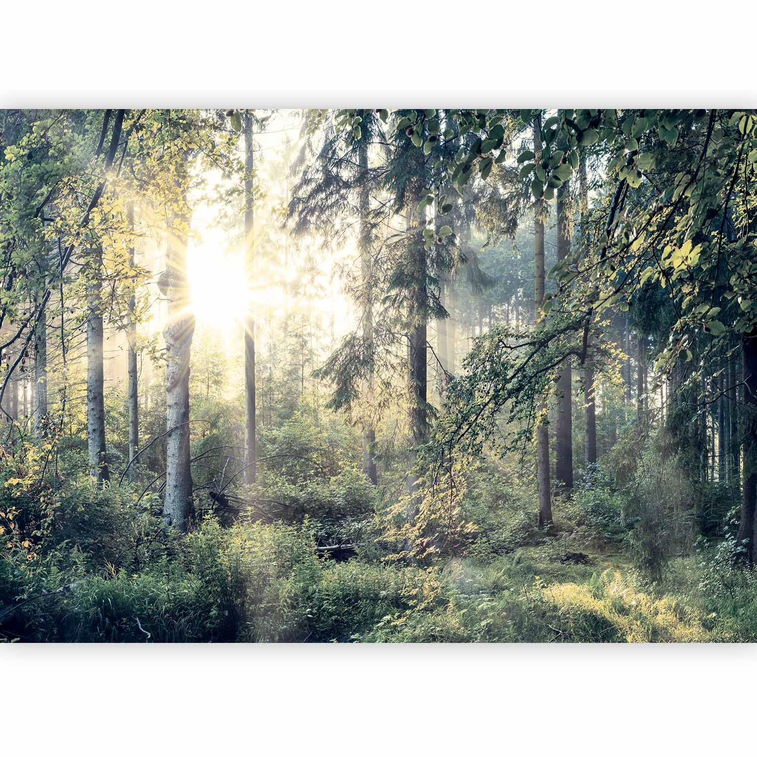 artgeist Wall Mural Forest 154x110 in - Peel and Stick Self-Adhesive Wallpaper Removable Large Sticker Foil Wall Decor Print Picture Image Design c-C-0032-a-d