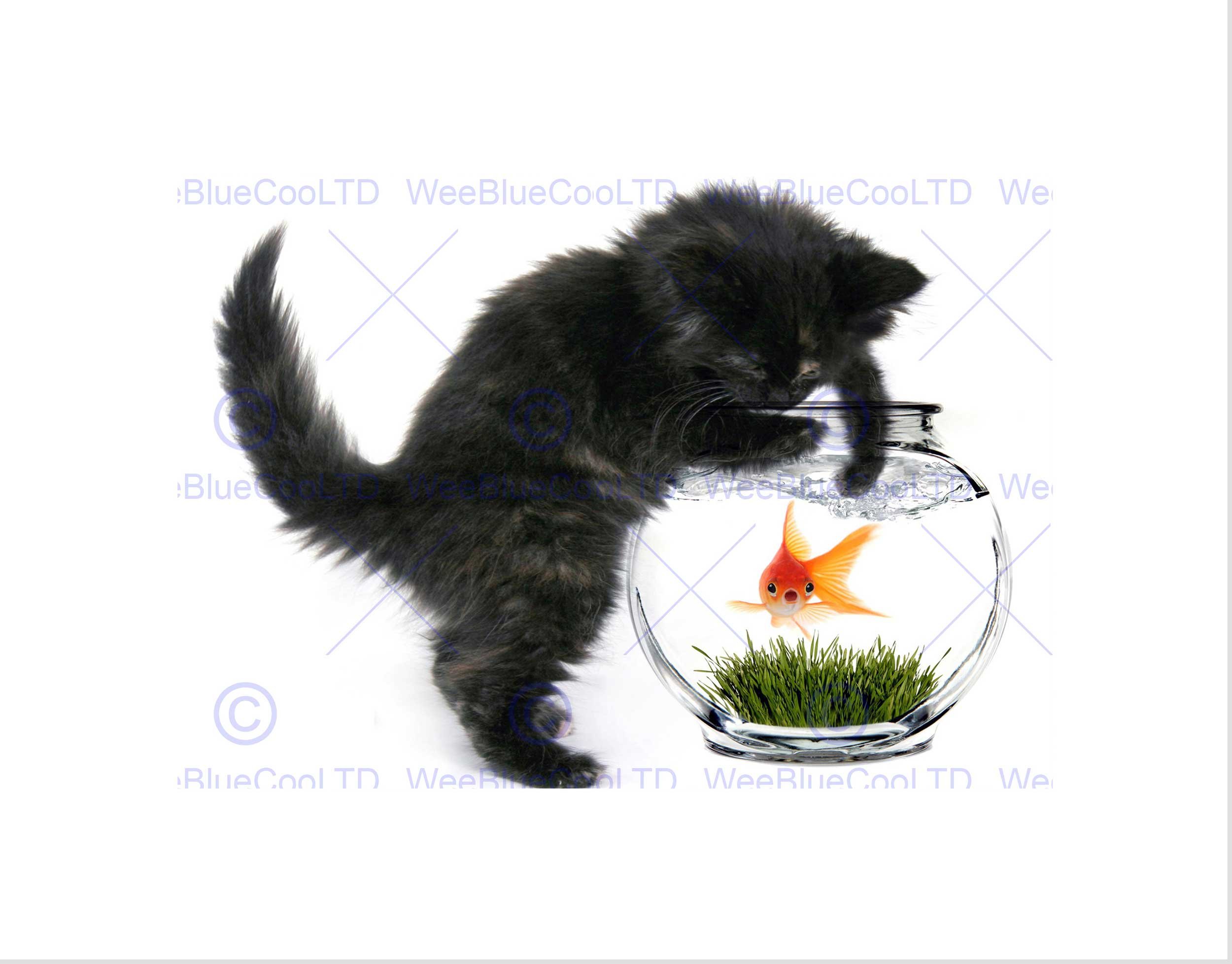 Wee Blue Coo BLACK KITTEN CAT PLAYING GOLDFISH BOWL HOME BLACK FRAMED ART PRINT B12X8922