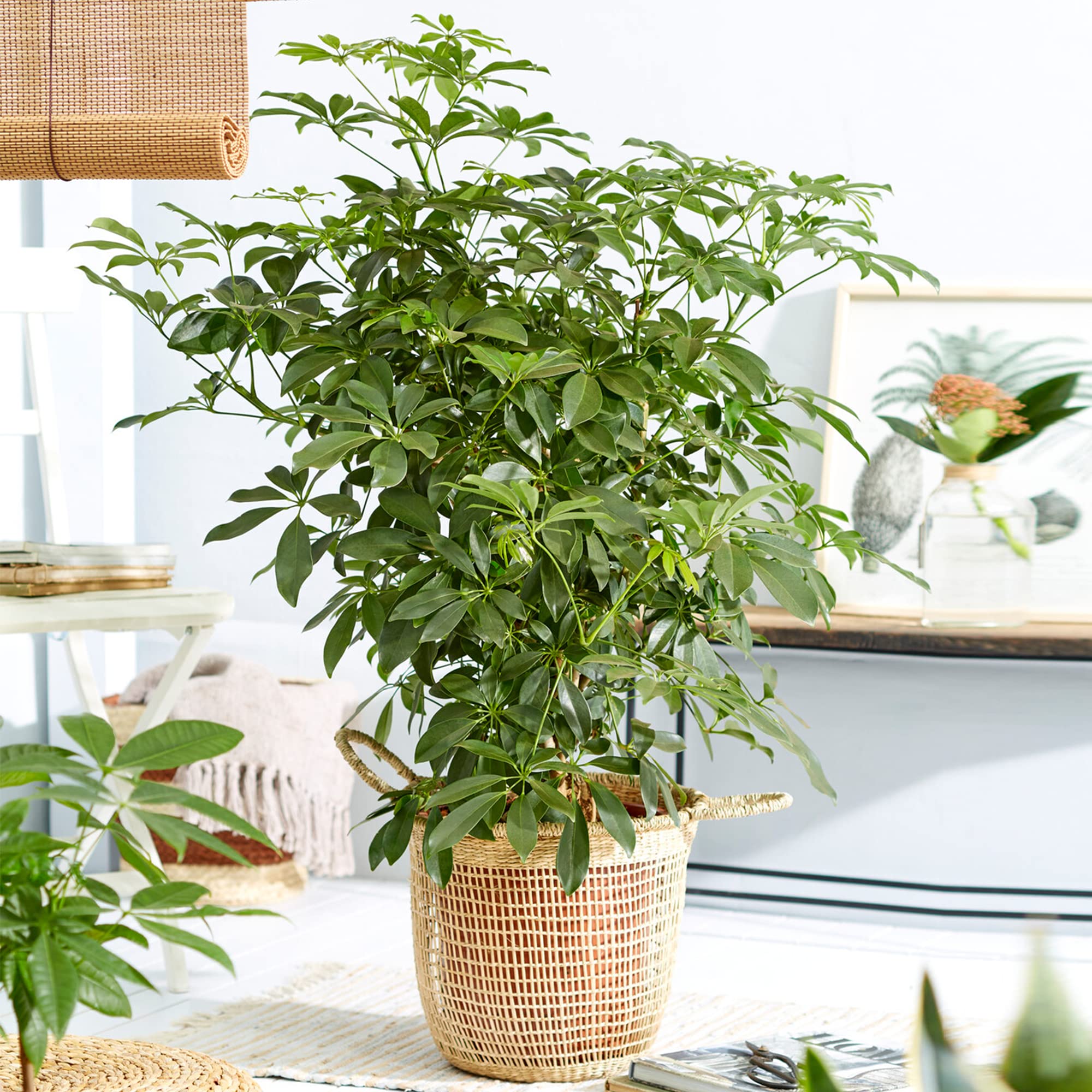 Schefflera Nora Plante d'intérieur rare exotique grande toujours verte