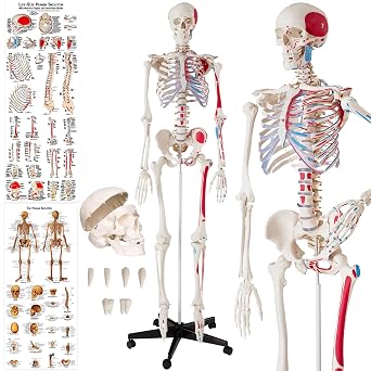 tectake  Life-Size Anatomical Skeleton Model with Mobile Joints, Removable Limbs & Skull with Replaceable Teeth, Detailed Human Skeleton Model, Incl. 2 Anatomy Posters & Stand with Wheels - 180 cm
