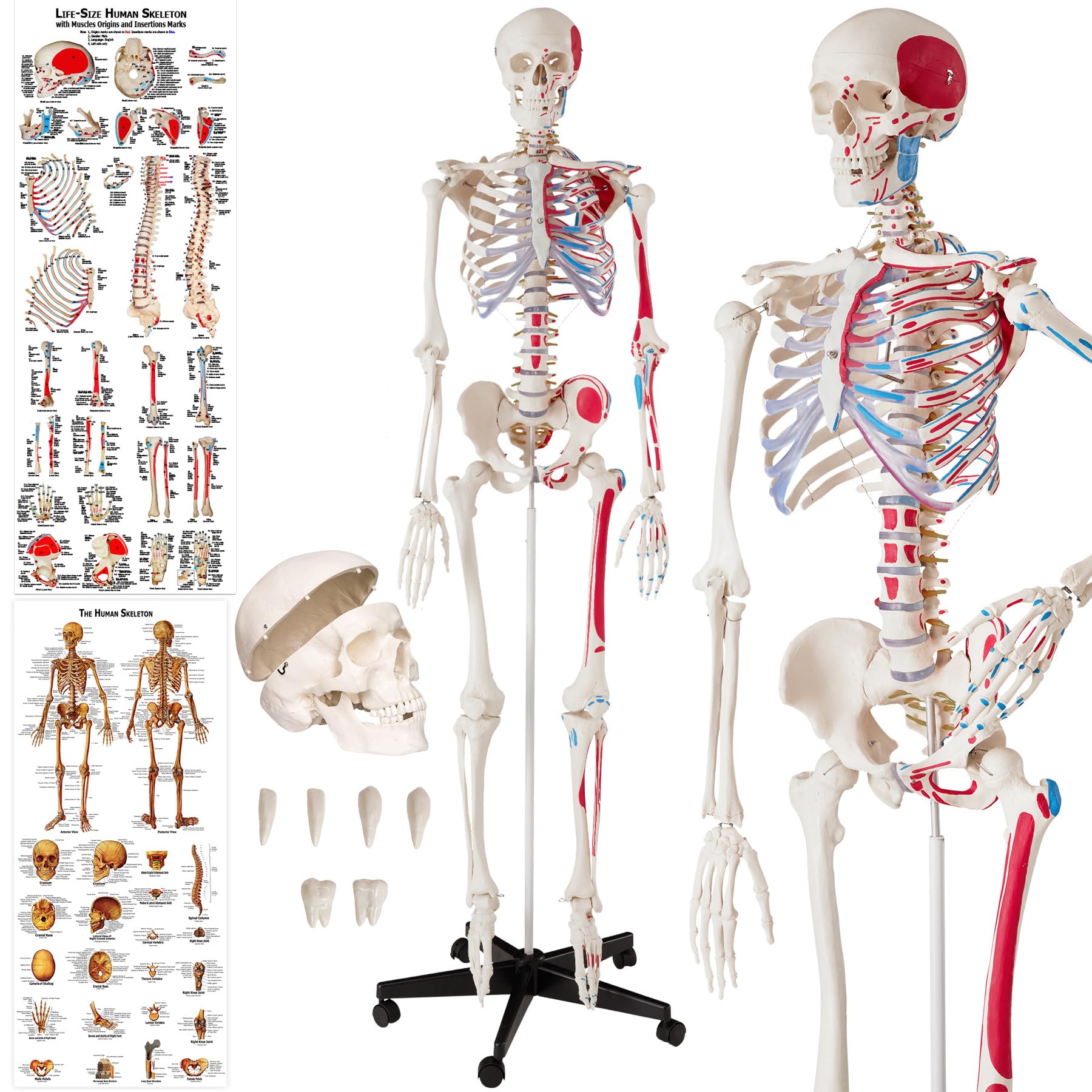 tectake® Modelo Anatómico Esqueleto Humano Tamaño Real, Cuerpo Humano, Fines Didácticos, Incluye Póster, Cráneo con Apertura Fácil, Extremidades Desmontables, Articulaciones Móviles, Alta Calidad