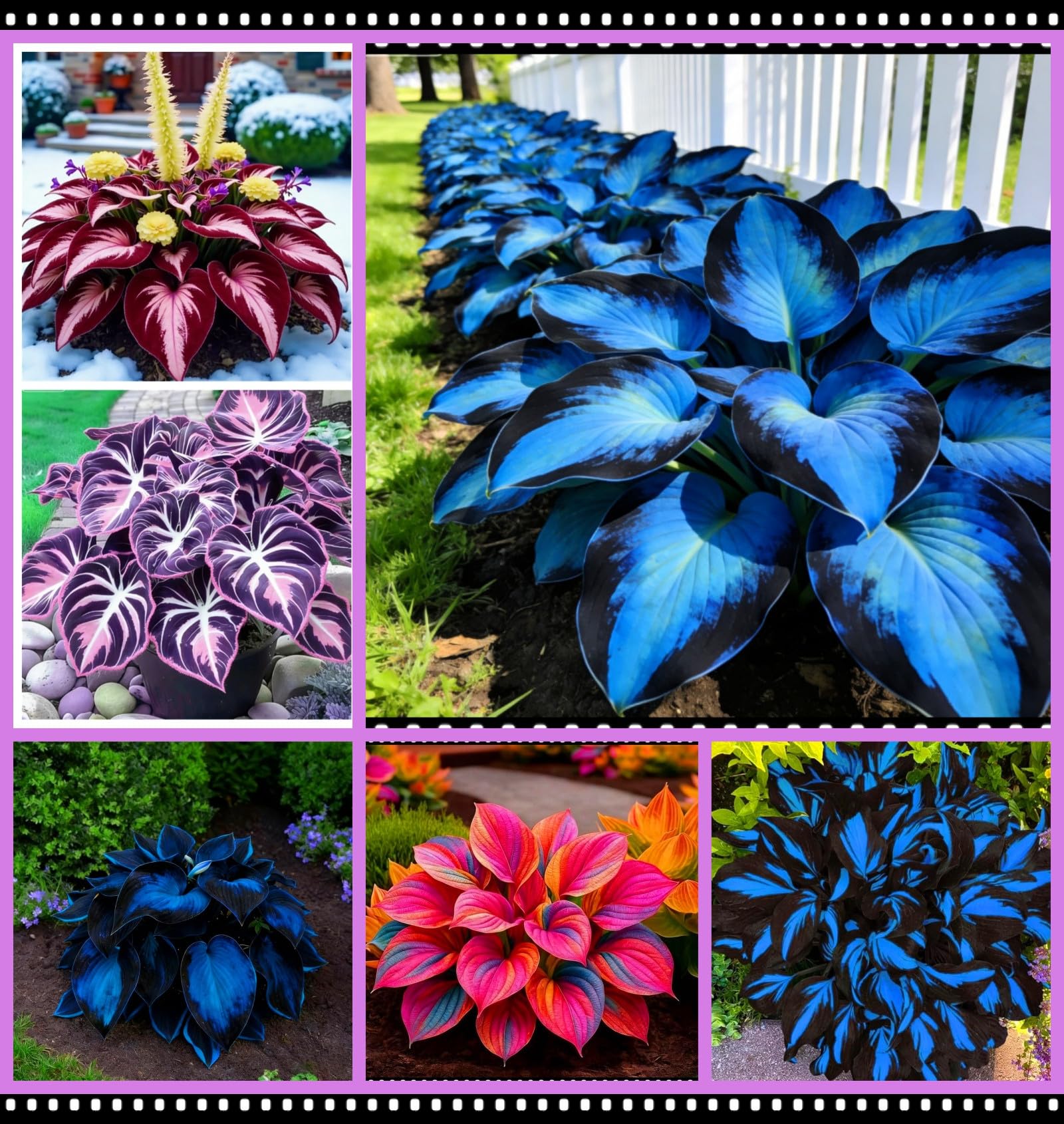 Hybrid Hosta Bare-Root | Midnight Blue Heart Series, Shade-Loving and Cold-Hardy, Easy to Cultivate, Ideal for Garden Borders and Potted Plants/Hardy Perennial, Excellent Display-10 hosta Bulbs-C