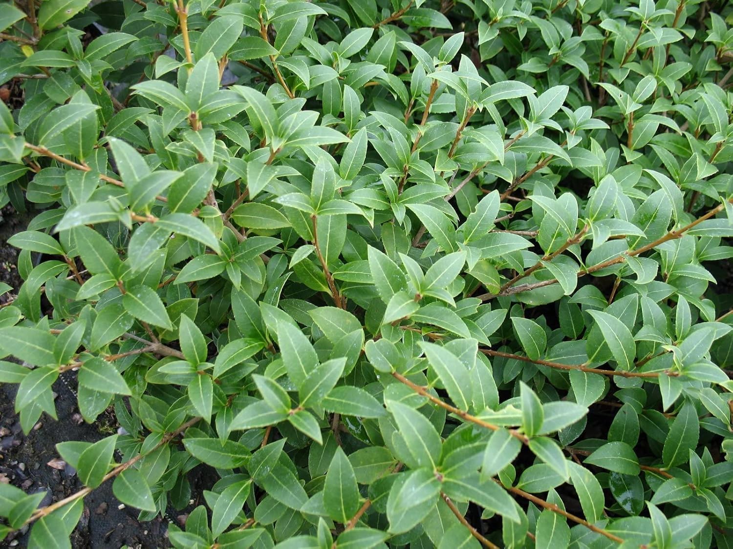 Stauden Gänge 10 x Osmanthus burkwoodii Frühlingsduftblüte winterhart