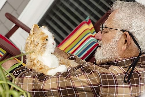Miniatura 8 de Entretenimiento para todos los gatos B7592 1 Gato de esmoquin blanco y negro, Orange Tabby, anaranjado (Orange Tabby Cat), Plateado
