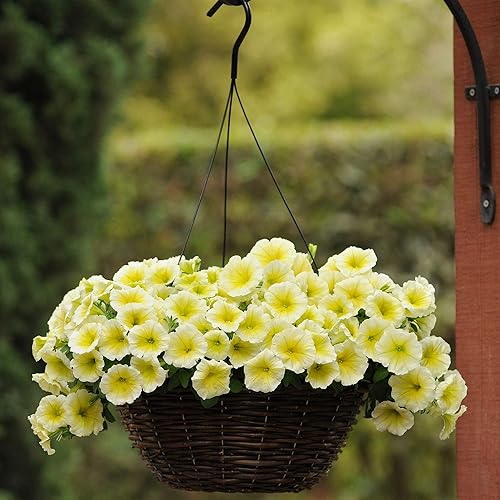 Miniatura 7 de Outsidepride Yellow Petunia Grandiflora Seeds - 250 unidades. Semillas de flores anuales, compactas y versátiles para plantar flores vibrantes de