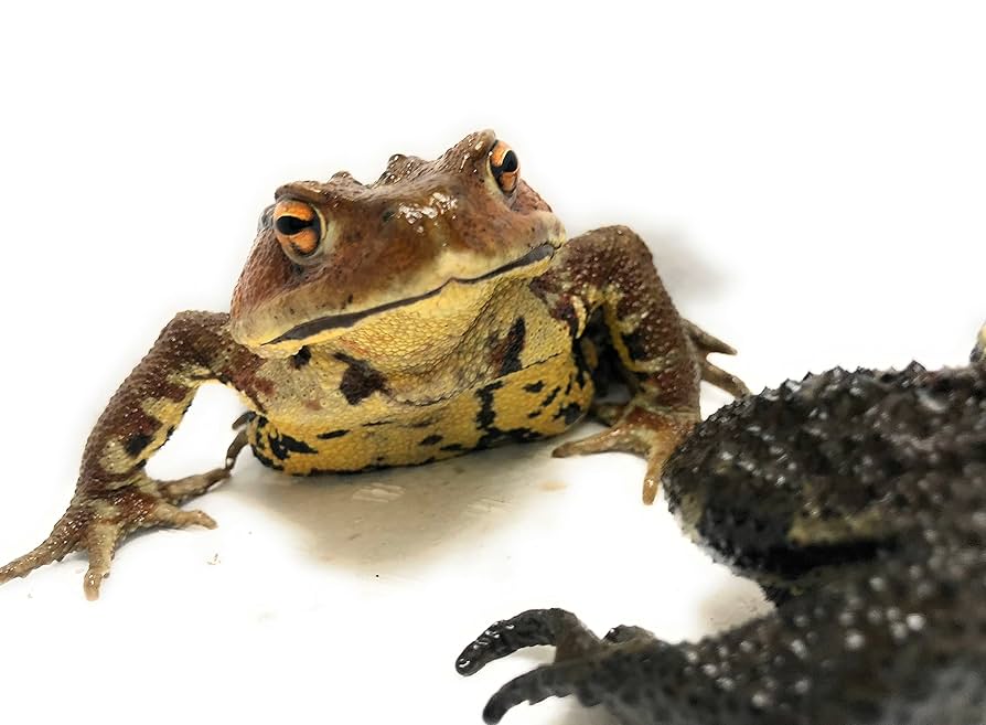 ヒキガエルの生物学 ヒキガエルの生物学 ヒキガエルの生物学 | 浦野 明央, 石原 勝敏