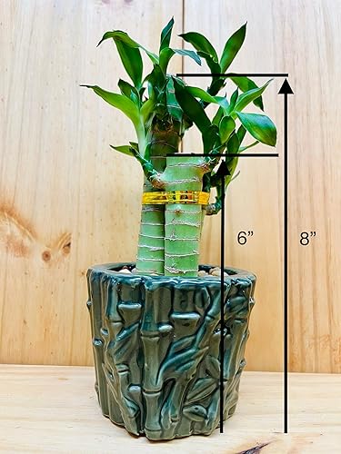 Miniatura 5 de Lucky Lotus Bamboo en jarrón de cerámica verde