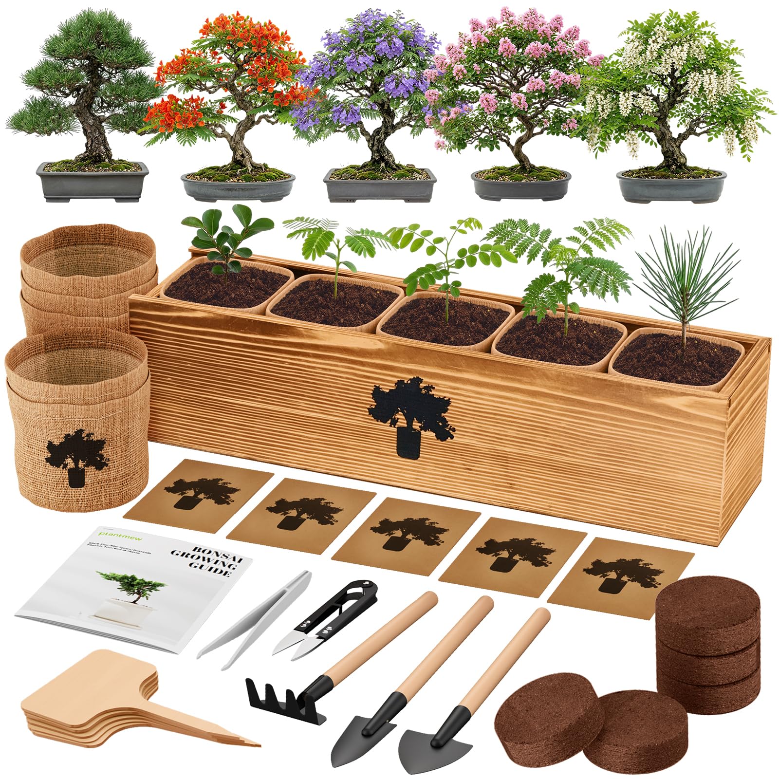 PLANTMEW Bonsai Tree Kit