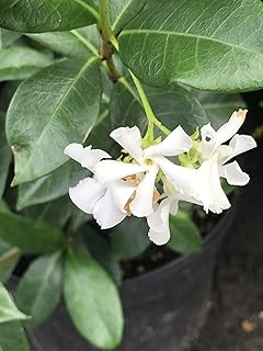 Madison Confederate Jasmine (Trachelospermum jasminoides) One Gallon
