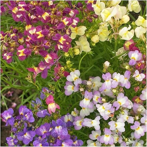 Miniatura 2 de Seed Needs, semillas de snapdragon de ramo de hadas - Mezcla de 5,000 semillas autóctonas para plantar Linaria maroccana - Flores anuales para