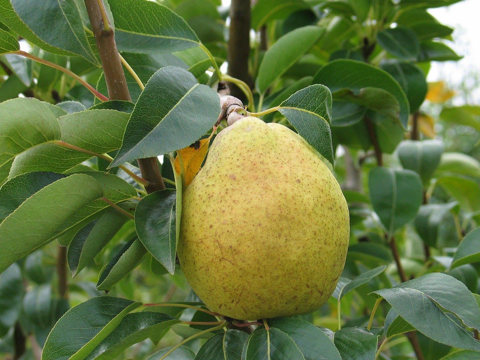 See full amazon price history chart for ONLINE PLANT BAZAR PEAR/NASHPATI FRUIT LIVE PLANT(GRAFTED)-N5 ONLINE PLANT BAZAR PEAR/NASHPATI FRUIT LIVE PLANT(GRAFTED)-N5 (B0C8634DPG) Amazon Price History, Amazon Price Tracker