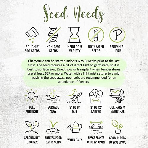 Miniatura 8 de Seed Needs Semillas de manzanilla romana para plantar, sin OMG, reliquia y sin tratar, cultiva un jardín de hierbas medicinales cultivadas en casa