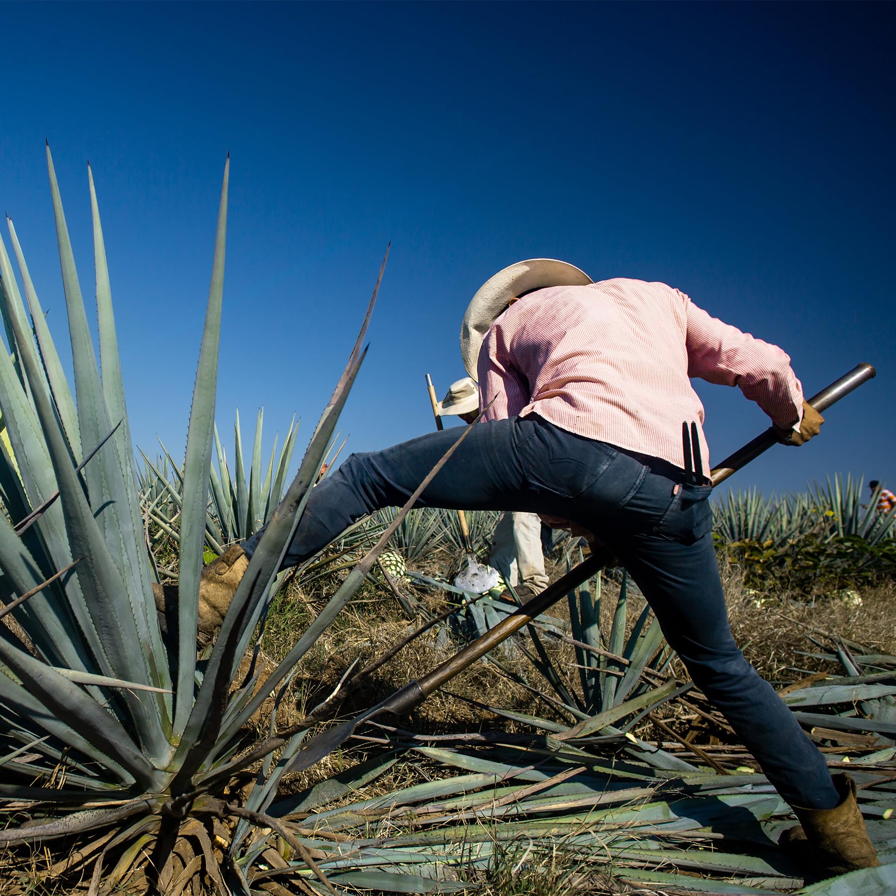 El Tequileño Reposado 100% Agave 38% Vol. 0,5l