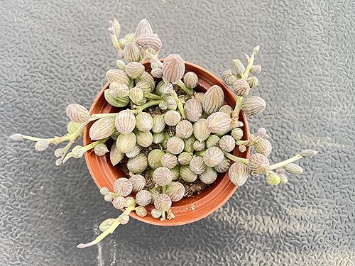 Miniatura 9 de Sprout N Green Aeonium 'Pink Witch', Live Rare Succulent Potted 4" Planter, Real House Plant for Party Favors Home Indoor Outdoor Garden Wedding