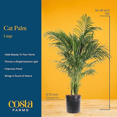 Miniatura 74 de Costa Farms Palma de bambú, planta de interior fácil de cultivar, planta de interior viva en maceta decorativa, decoración de habitación u oficina
