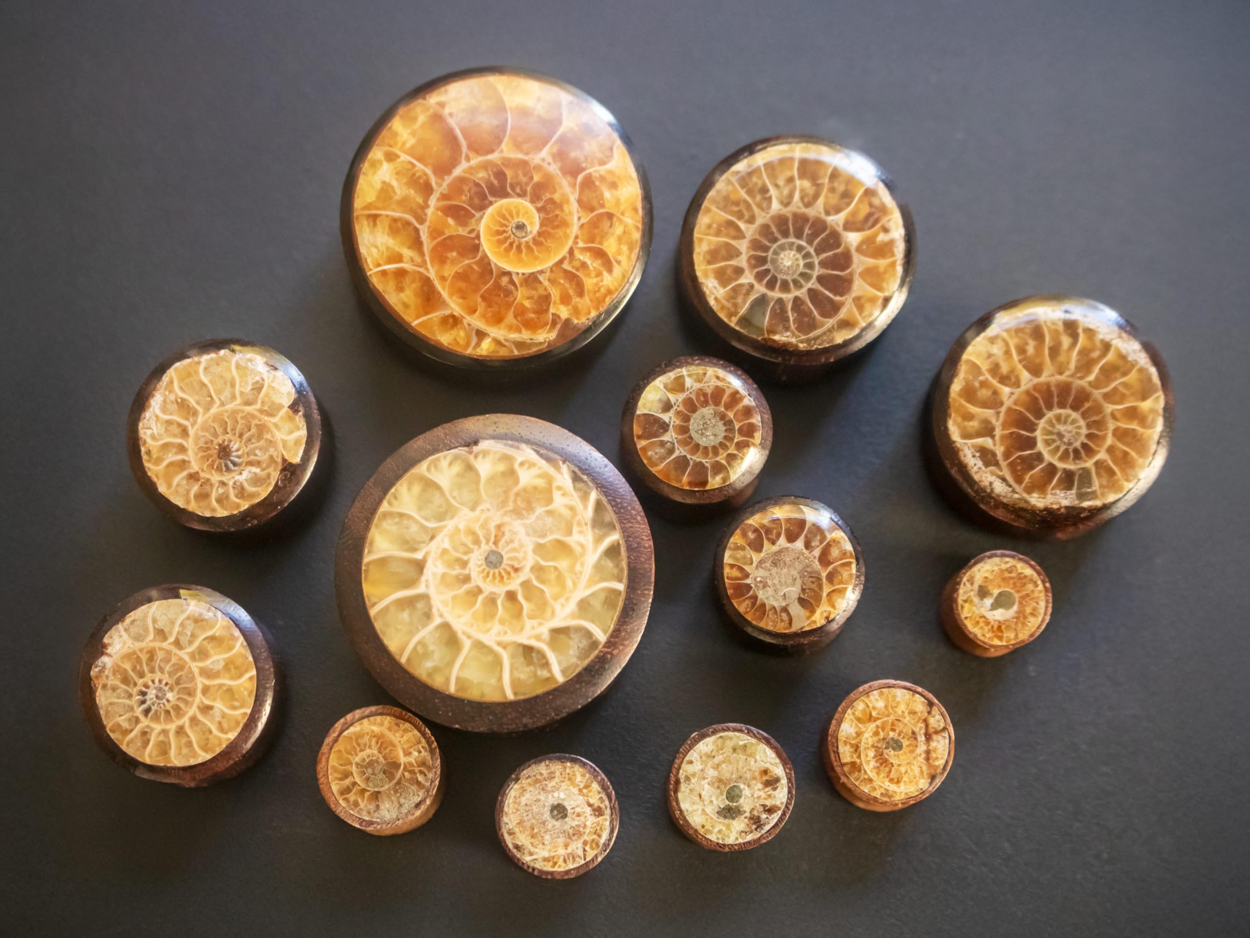 Fly Style Piercing Ohr Tunnel Plug - Ohr Piercings - Ammoniten Earplug Holz Horn