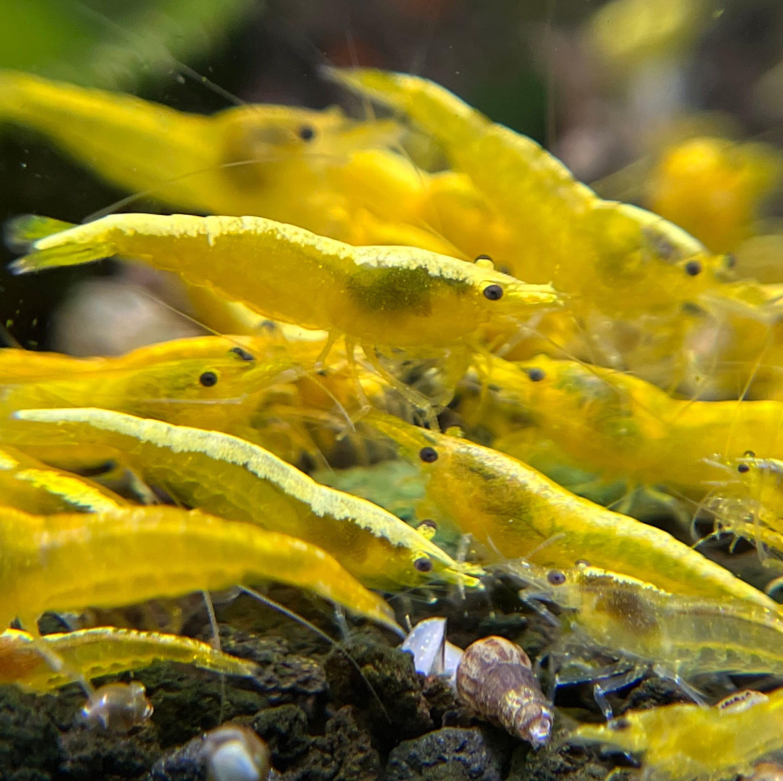 10 x High Grade Neon Yellow Fire Shrimp for Freshwater Aquarium, Live Shrimp/Fish 1.5cm Aquarium cleaning.