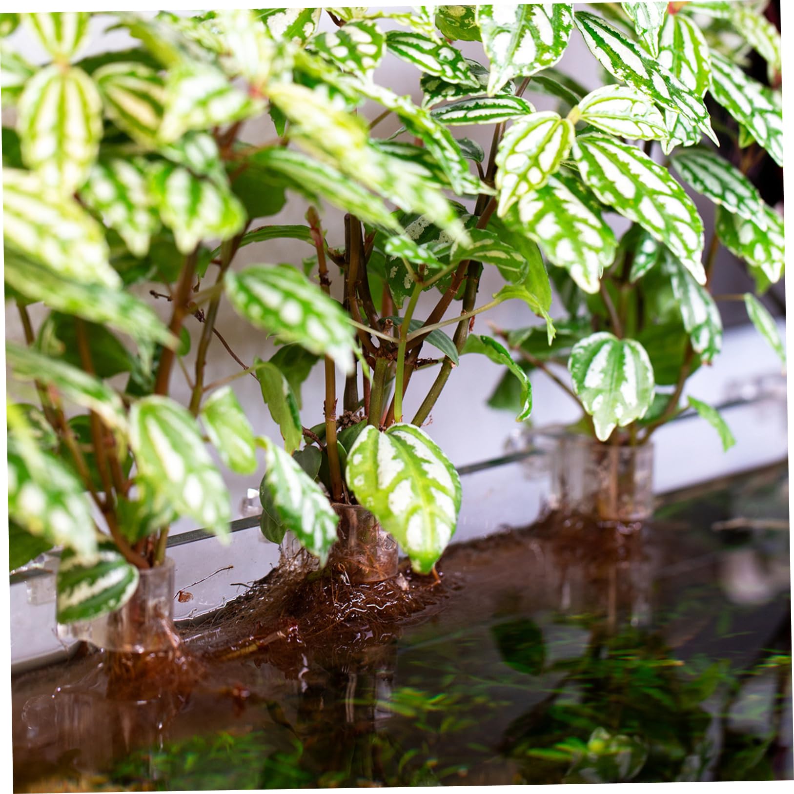 12 Soportes para Plantas de Acuario, Soporte Transparente para Plantas de pecera con diseño en Forma de U para fácil instalación y paisajismo acuático Flexible, pecera