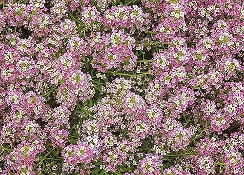 4000 semillas de Alyssum Dulce Rosa Enano - Gran cobertura de suelo