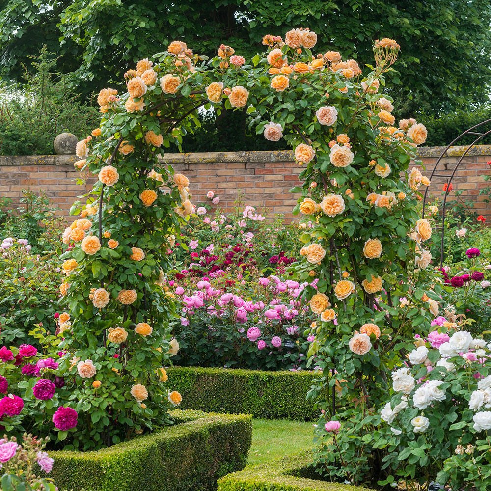Royal Paradise Gardens Rare 1 Rose Plant Rose