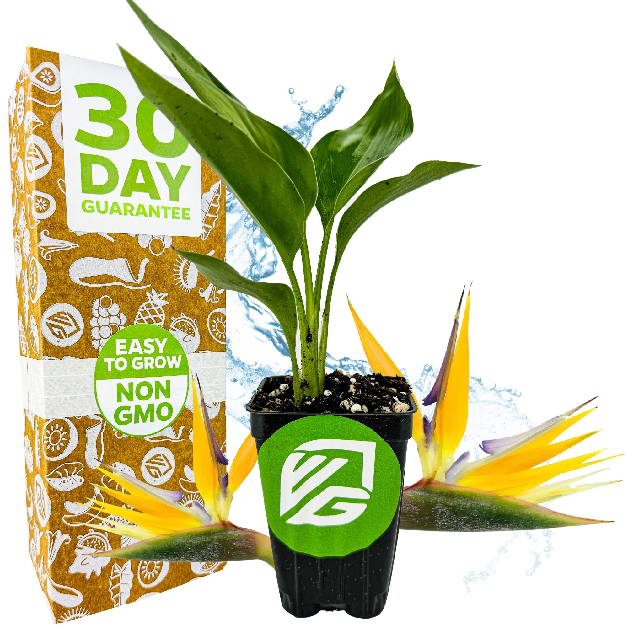 Yellow Bird of Paradise Live Plant