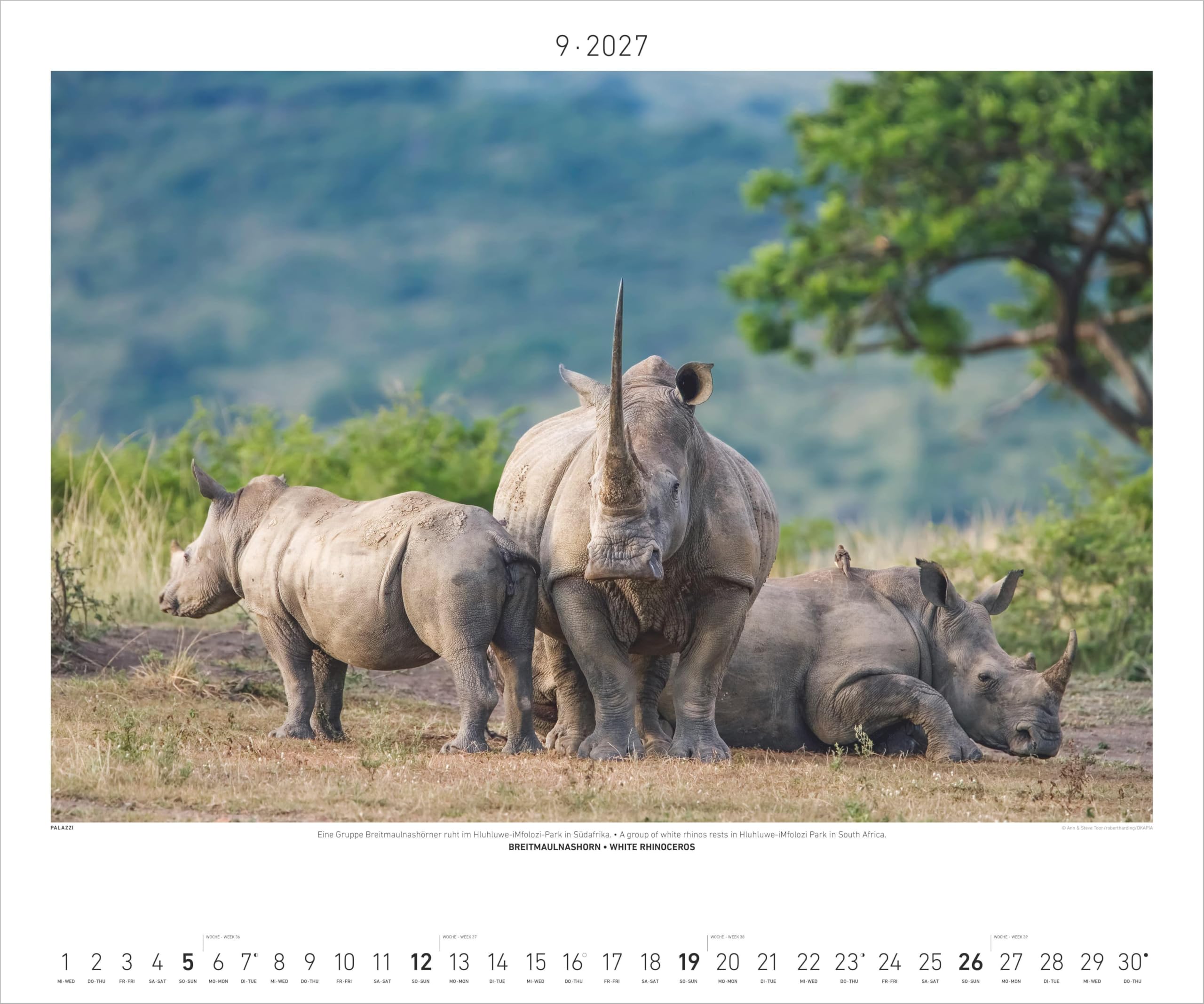 Hautnah - Afrikas Wildnis 2027: Wandkalender 60x50 cm mit 12 Tierfotografien und humorvollen Bildunterschriften