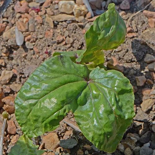 Miniatura 7 de Seed Needs Semillas de flor de luna para plantar vides de luna blanca, reliquia y semillas de vid polinizadas abiertas para plantar un trepador de